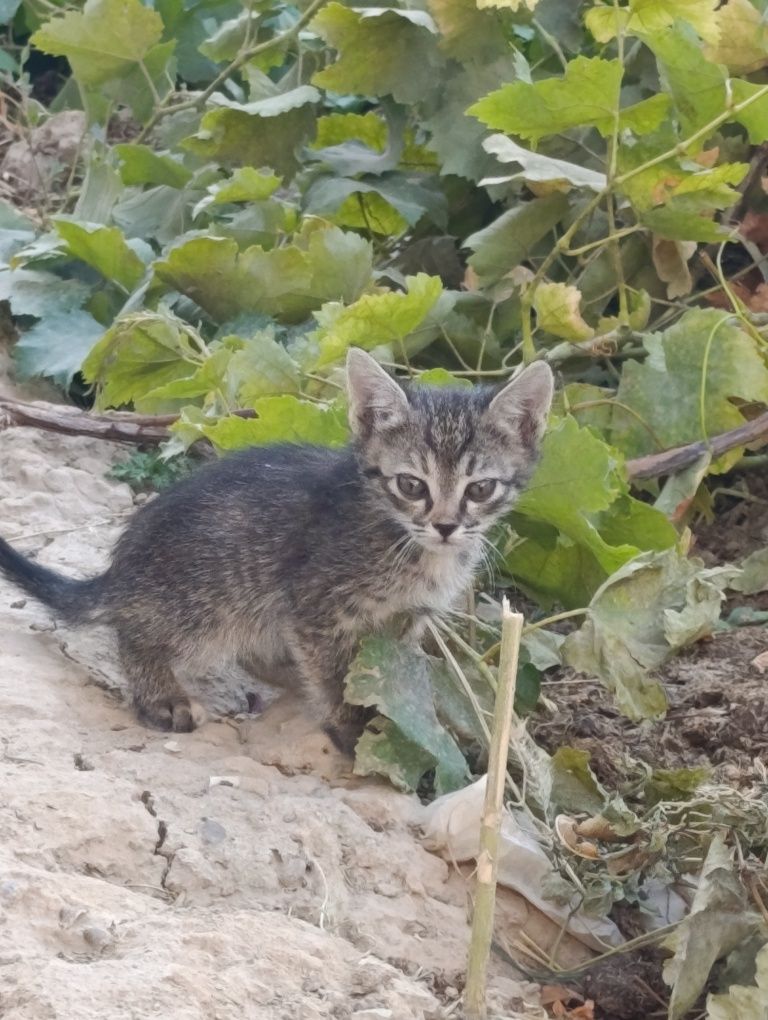 Отдам даром домашний кот.Uy mushugi tekinga
