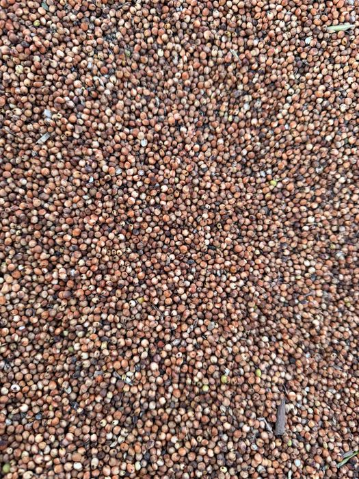 Vand porumb/grau/uruiala/fl. Soarelui/orz/ sorg rosu/ amestec porumbei