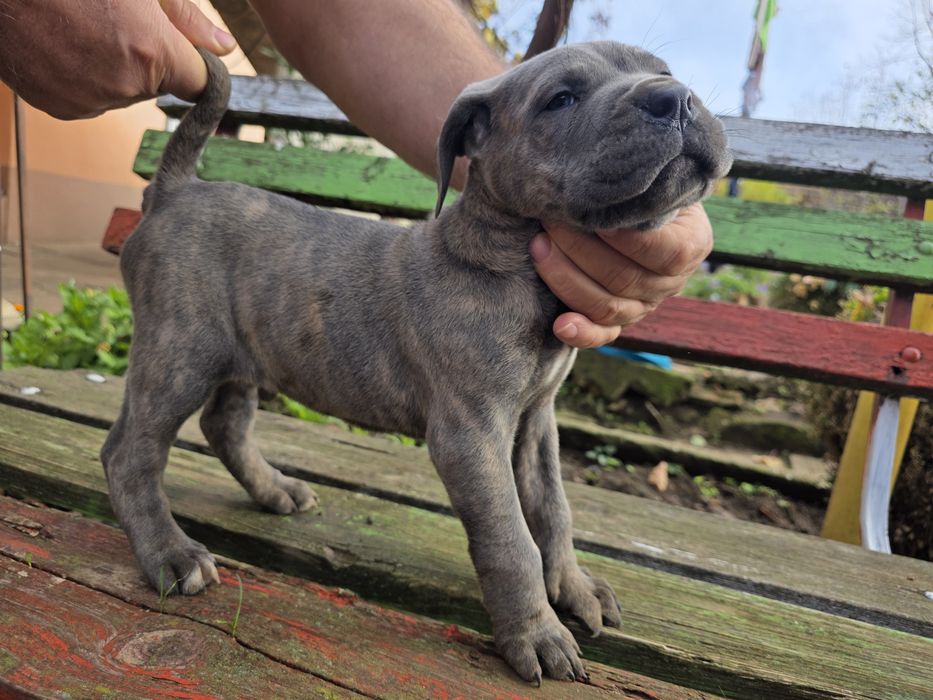 Кане корсо чистокръвни