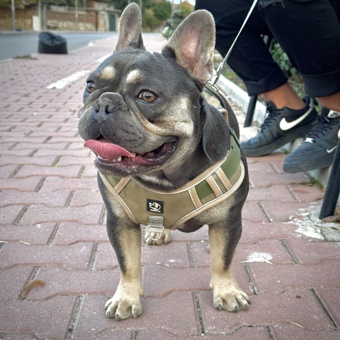 Френски булдог - blue&tan