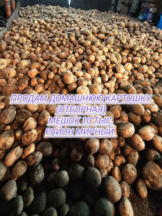 Картошка домашня ( отборная)