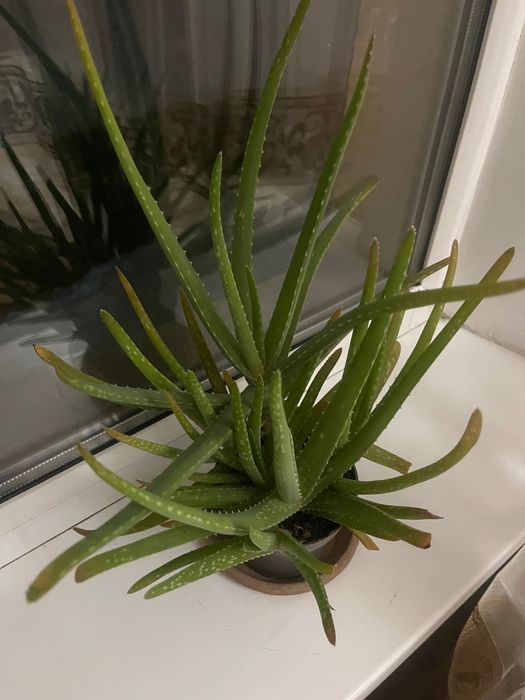 Продаю лечебный алое вера