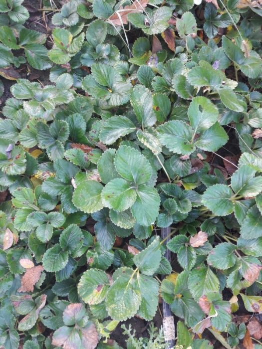 stoloni de capsuni MARMOLADA