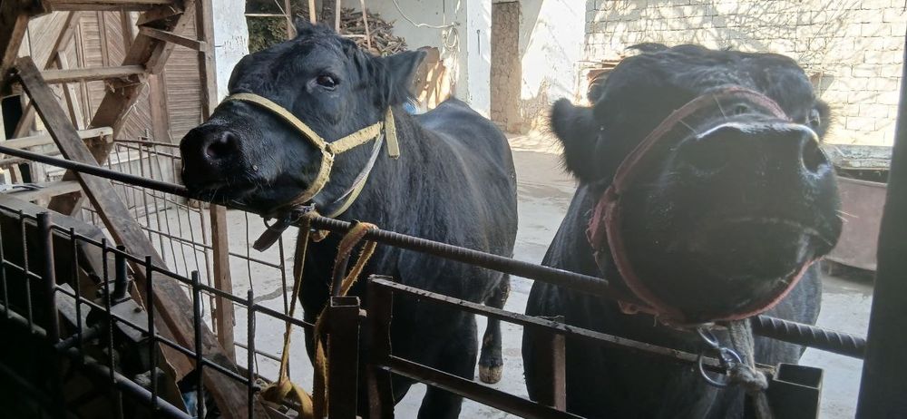 Ангус букалар сотилади 2та соглом, буйи 140см дан каммас. Иккаласига 8