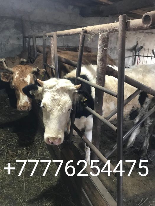 Продам две коровы подсосные и две первотёлки