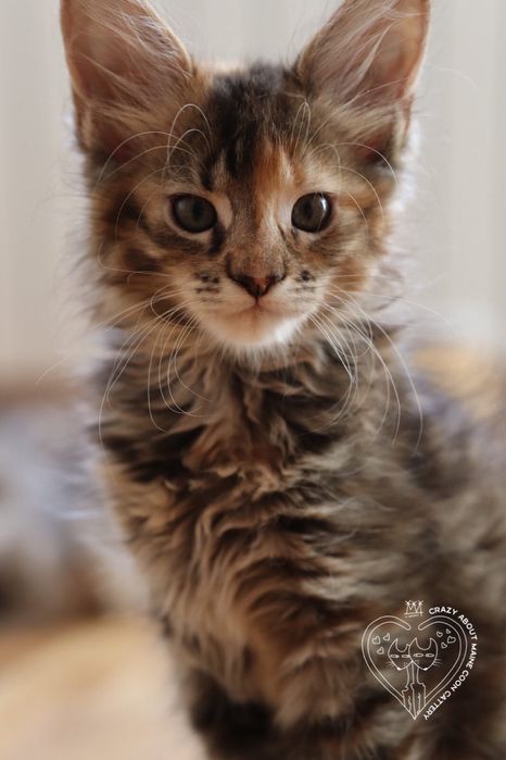 Мейн Куун (Maine Coon)