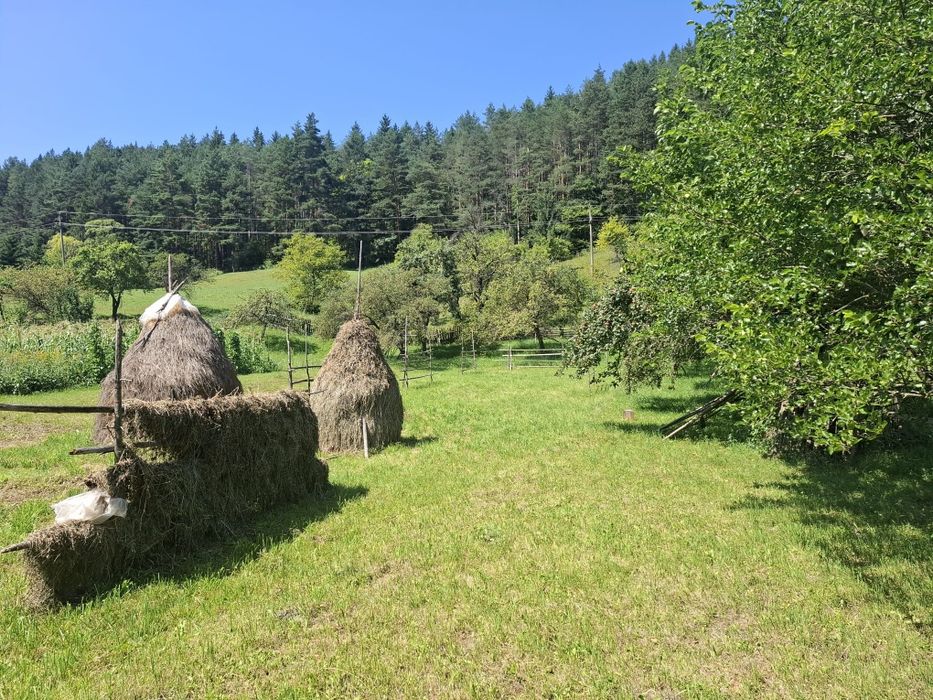 Casa si teren intravilan 5594 mp , utilități, livadă, Grințieș (Neamț)