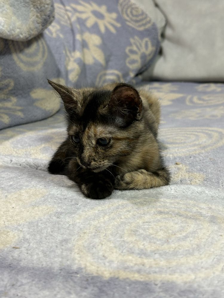 Котенок девочка.