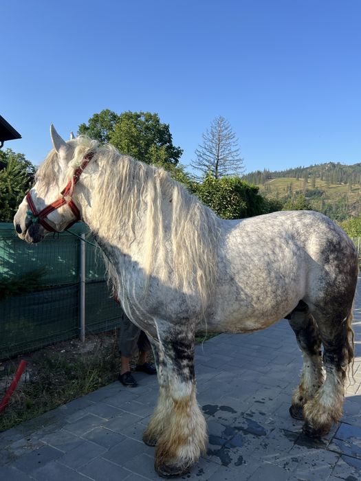 cal castrat greu de vanzare