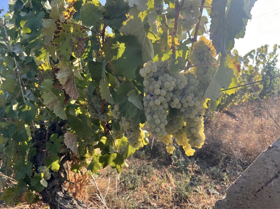 Vand struguri de vin Galati