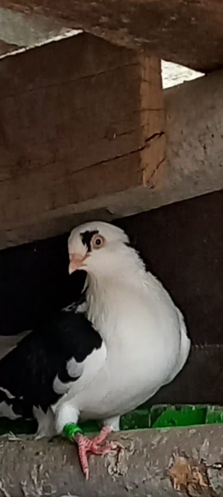 Vând porumbei jucători Gălățeni