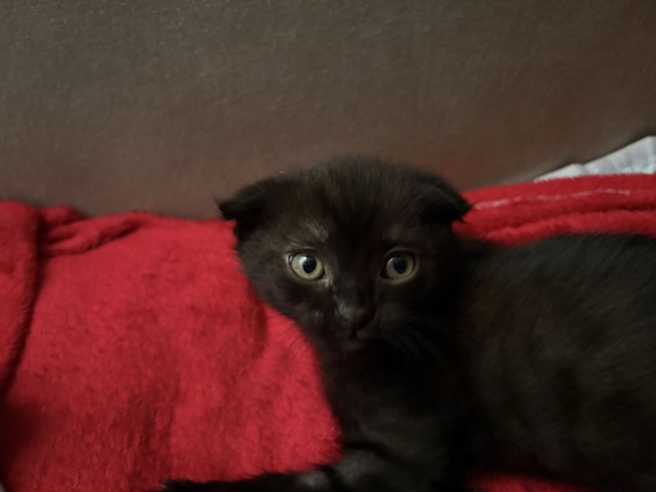 Котенок Вислоухий Девочка. Астана