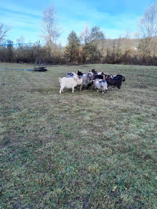 Se vand 13 capre si 2 tapi caprele sunt cele din poze