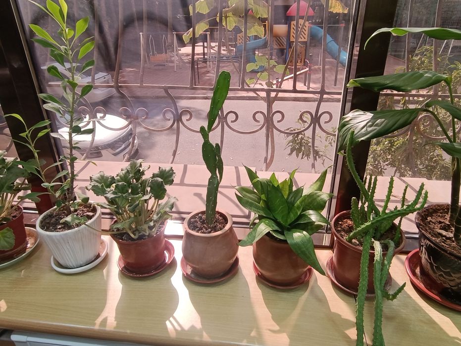 Продам цветы комнатные любой 30000 сум