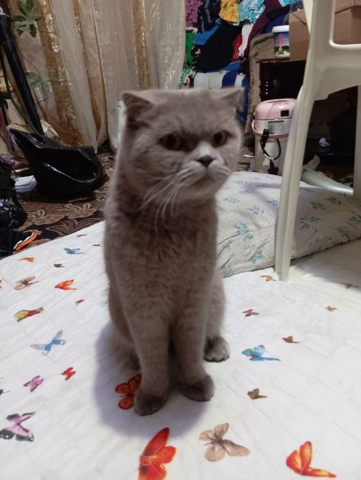 Parodali qimmat mushuk rangi kul rang qulogʻi egilgan