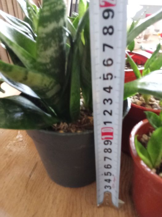 Сансивьерия компактное растение