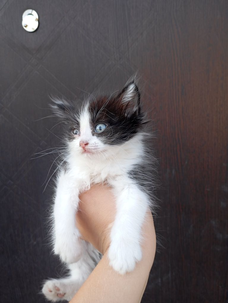 Отдам котят бесплатно