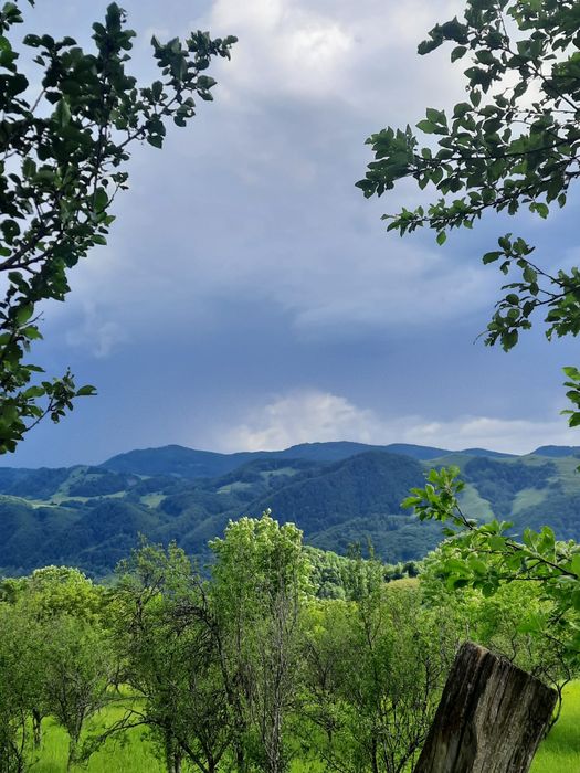 Căsuța din lemn și sura de vânzare