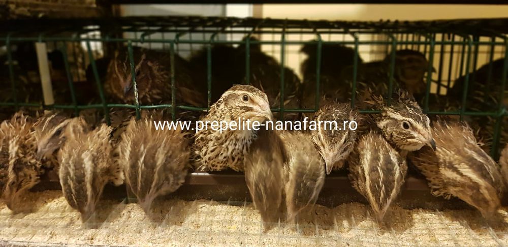 Oua de prepelite pt incubat