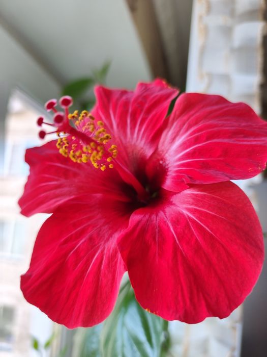 Цветок гибискус -: роза