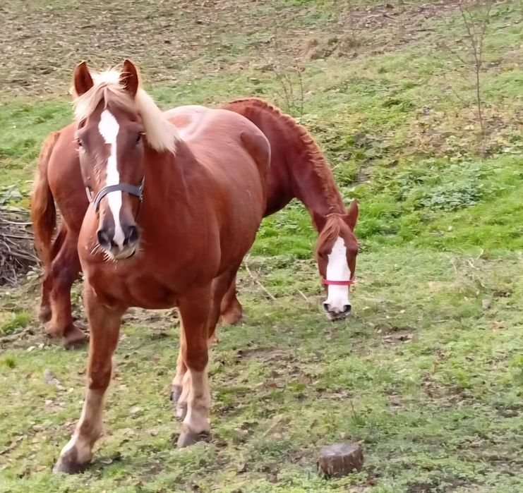 Cai de vanzare  la pret bun