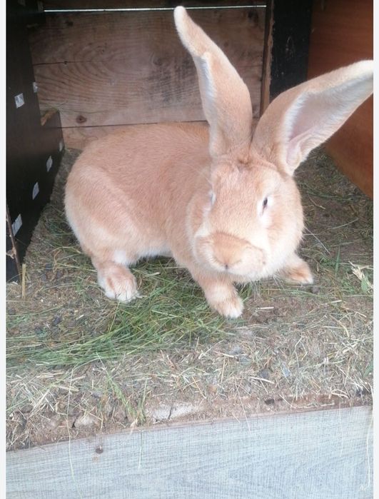 Vând iepuri fluture german și uriaș german galben