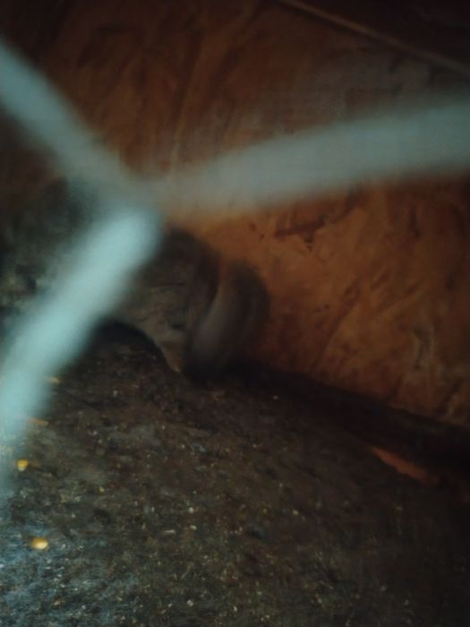 De vînzare berbec german