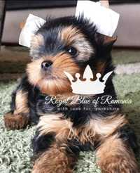Pui Yorkshire Terrier Royal Blue of Romania