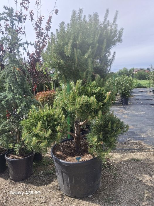 Vând plante ornamentale