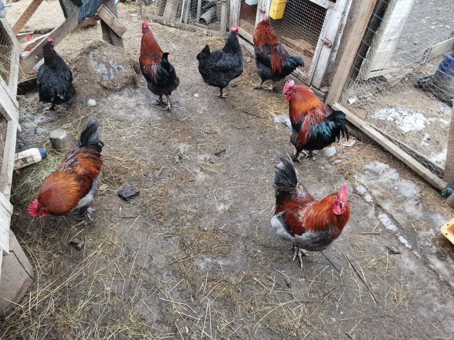 Ouă de marans negru /albastru arămiu