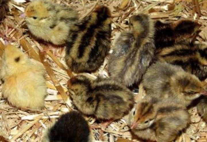 Pui de prepelita de toate varstele si pasari outoare