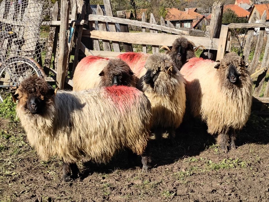 Vând cinci miori bucălai