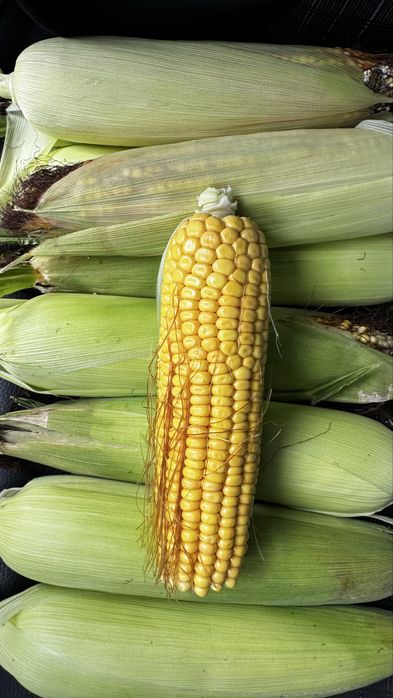 Porumb FIERT stiuleti