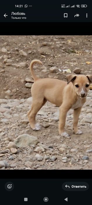 Щеночки девочки ищут дом и добрых ответственных хозяев