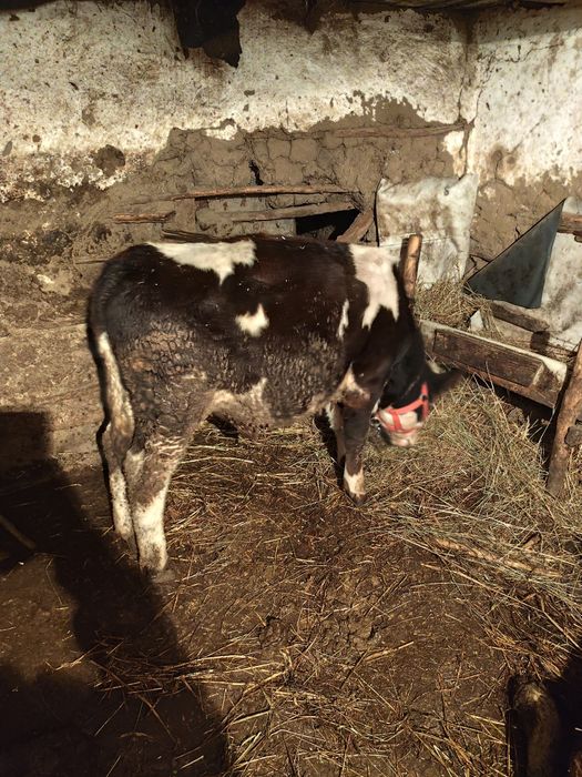 Tăuraș de vânzare