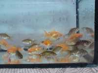 Имеются в продаже аквариумеые рыбки  золотые , размер от 5см  до 7 см