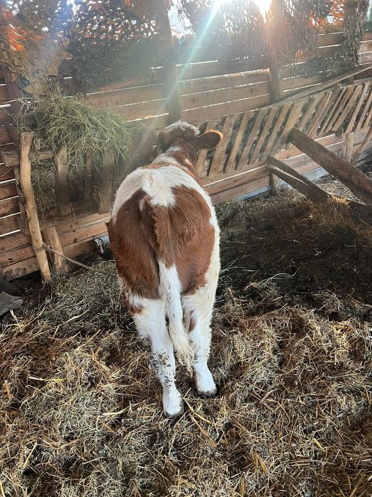 Vitea bălțată românească