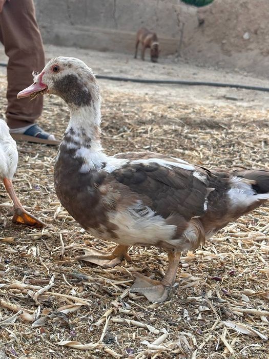 #самаркандда сотилади