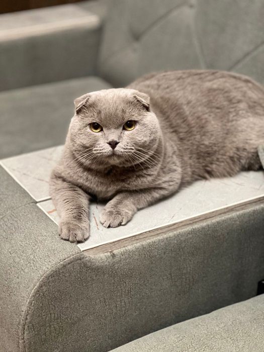 Коты приглашают на вязку
