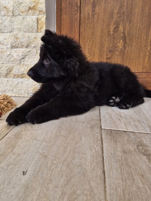 Vând Ciobanesc German cu pedigree linie de top