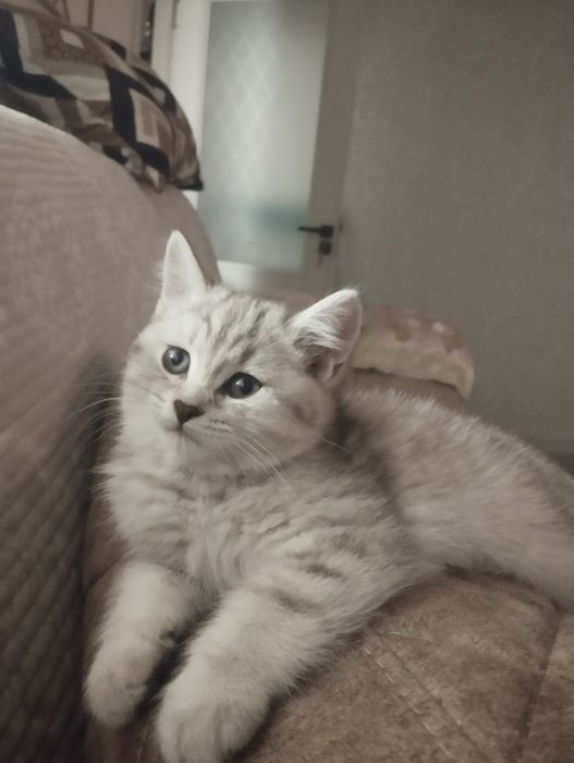 Продается котенок