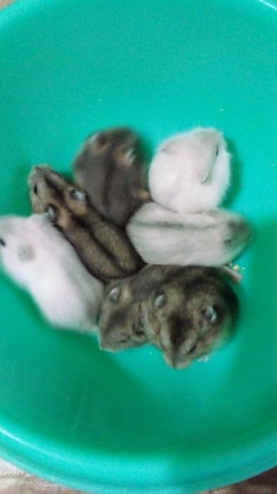 Джунгарские хомячки