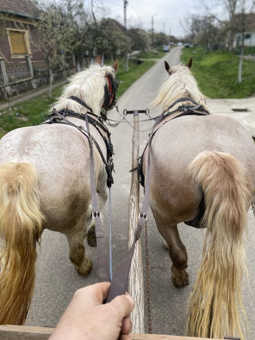 Manza patru ani iapa