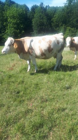 Vaca baltata romaneasca cu certificat de origine