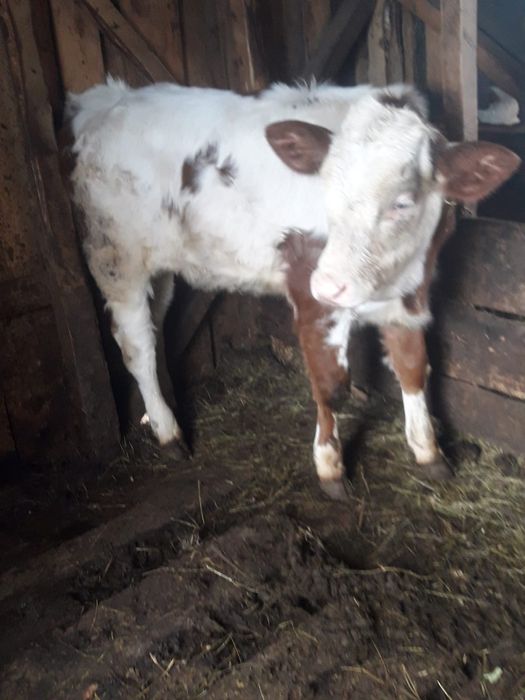 Vitea baltata romaneasca