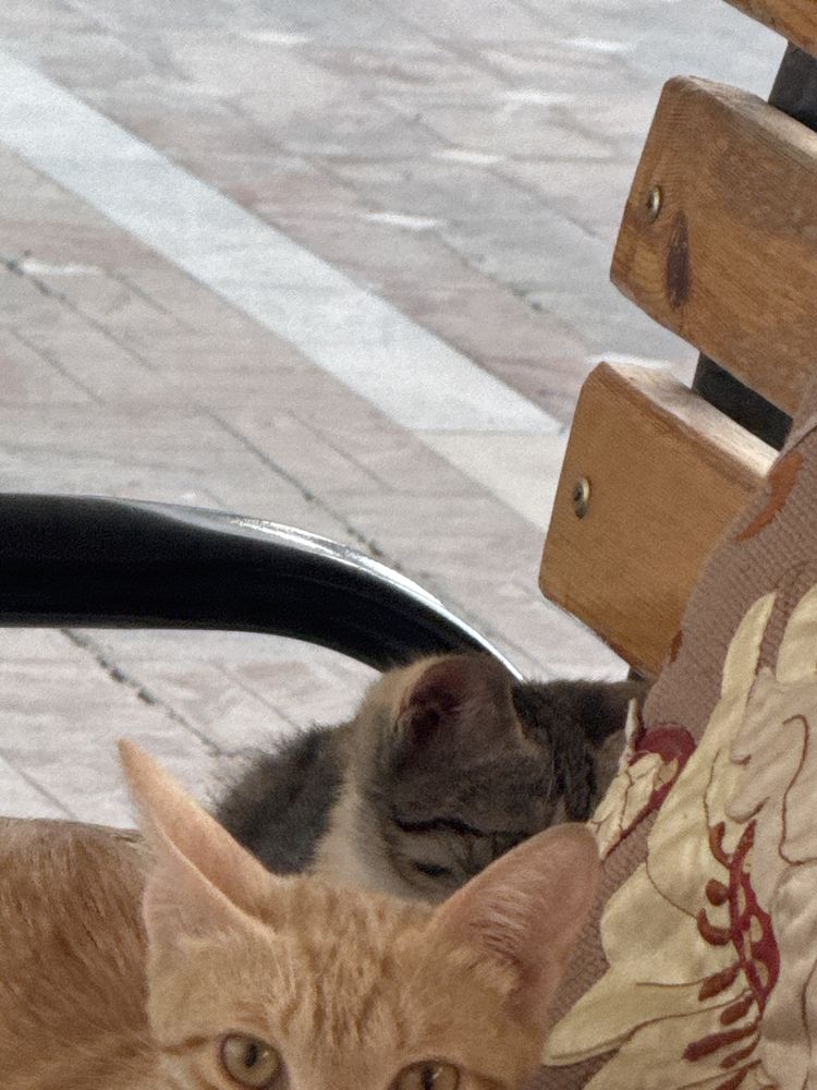Мушук текинга берамиз