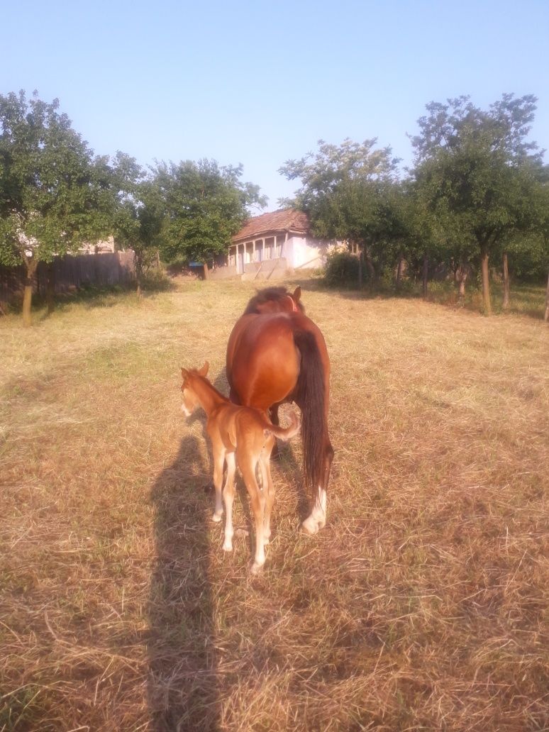 Iapă de vânzare în Hilita