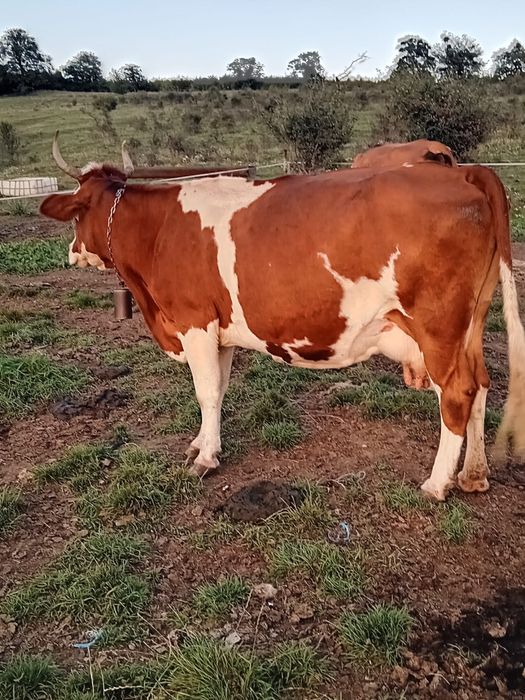 Vand vaca de lapte