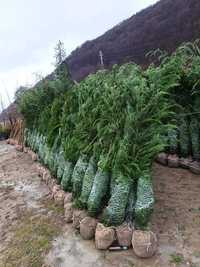 Leylandii, , Plante Ornamentale PonPon Evonymus Magnolia