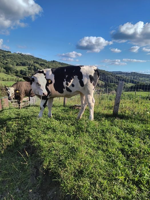 Juninci de 9 și 11 luni